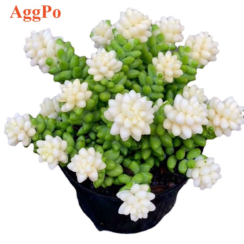 Succulent Potted Plant (1)